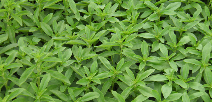Stevia Tipps - Zuckerersatz selber pflanzen, Rezepte und mehr
