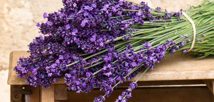 Lavendel: Vielfältige Anwendungen 