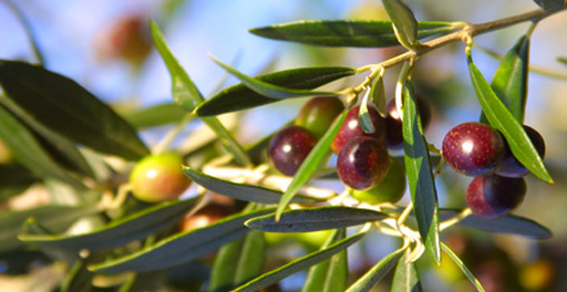 Pflege von Olivenbaum