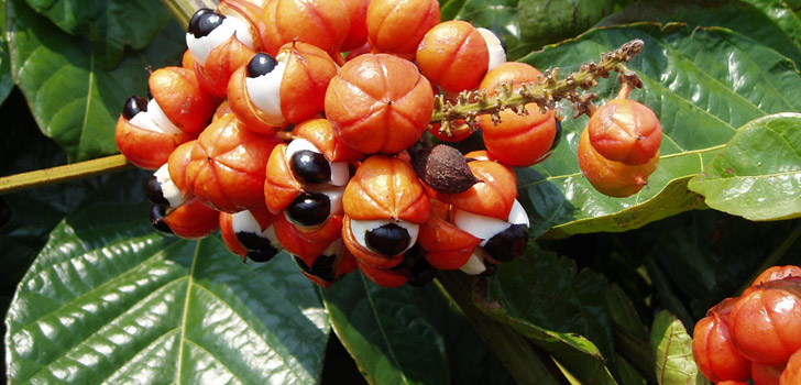 Guarana Tabletten, hier noch als Frucht