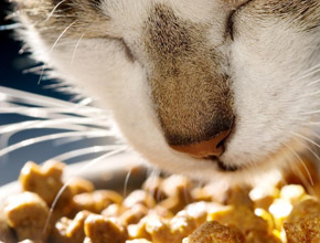 Katzenernährung - Ausgewogenheit ein Muss