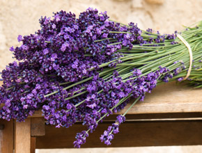 Lavendel vielfältige Anwendungen 